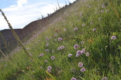 Allium dolichostylum