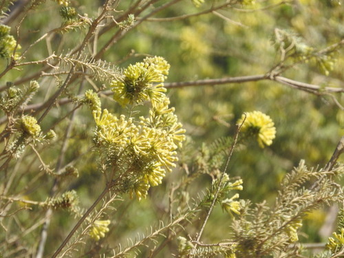 saffron bush (Gnidia squarrosa)