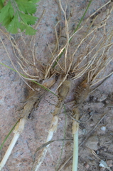 Allium dolichostylum