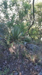 Agave schidigera