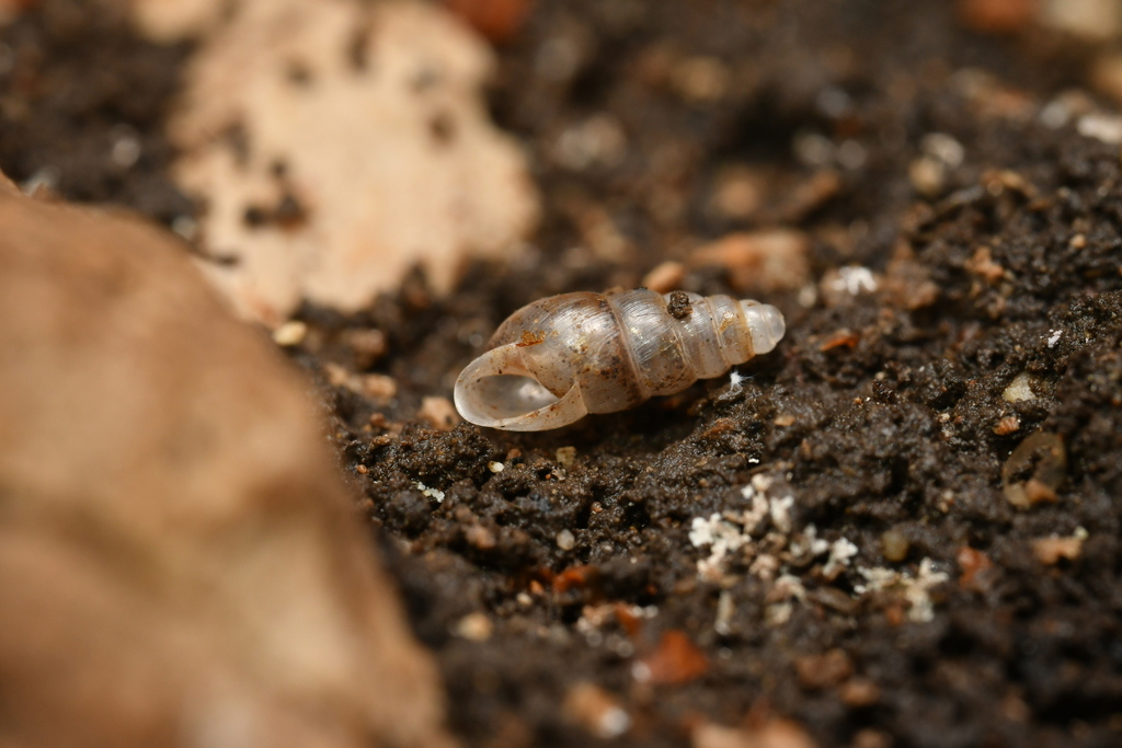 Spelaeoconchidae