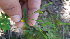 Hypericum silenoides