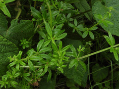 Galium ruwenzoriense