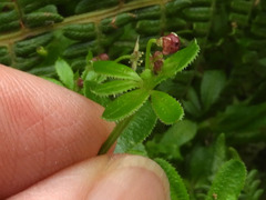 Galium ruwenzoriense