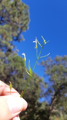 Diastatea