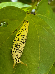 Elisolimax