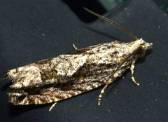 Gretchena watchungana