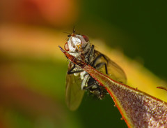 Thelymorpha marmorata