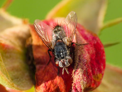 Thelymorpha marmorata