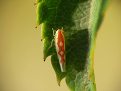 Zygina discolor