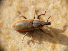 Lixus angustus