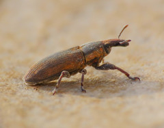 Lixus angustus