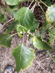 Aristotelia serrata