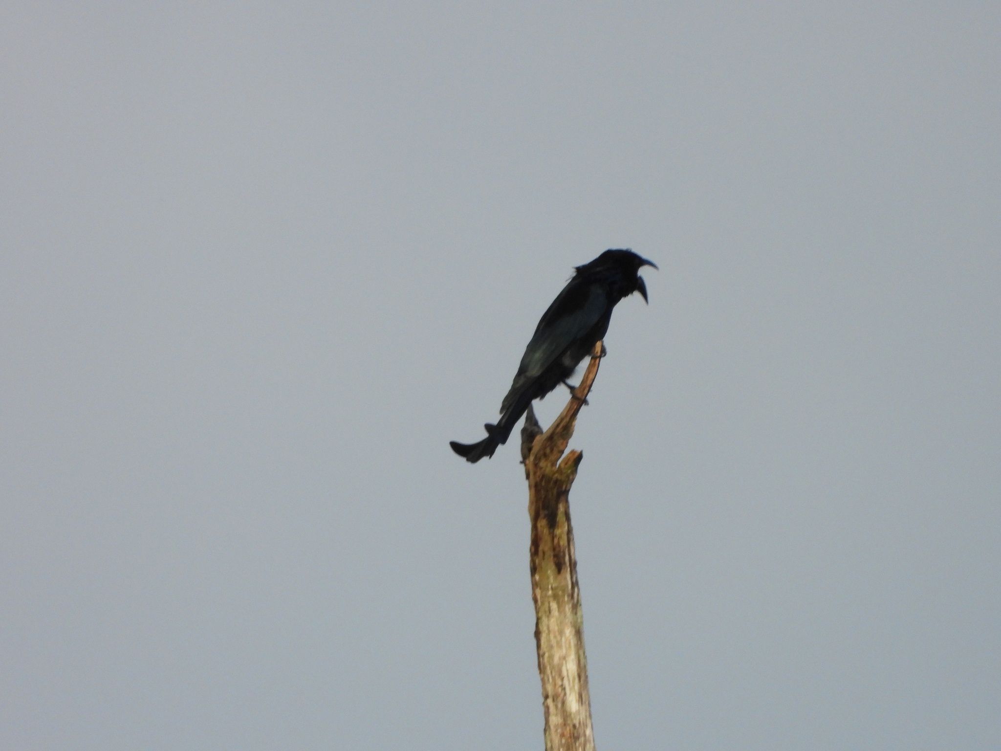 Hair-crested Drongo