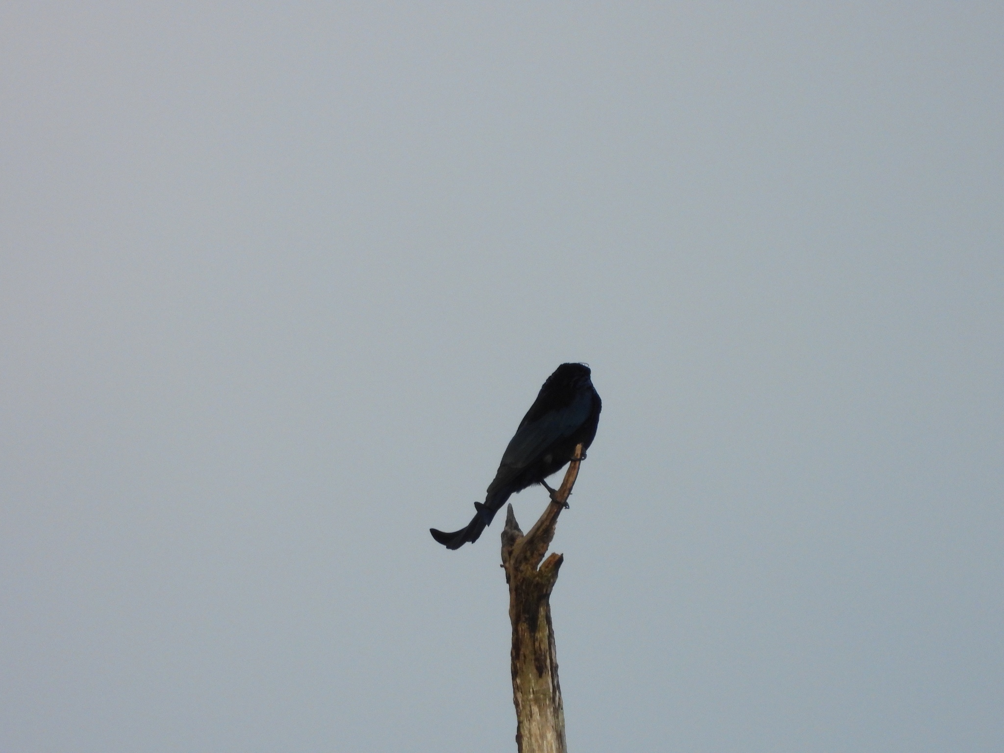 Hair-crested Drongo