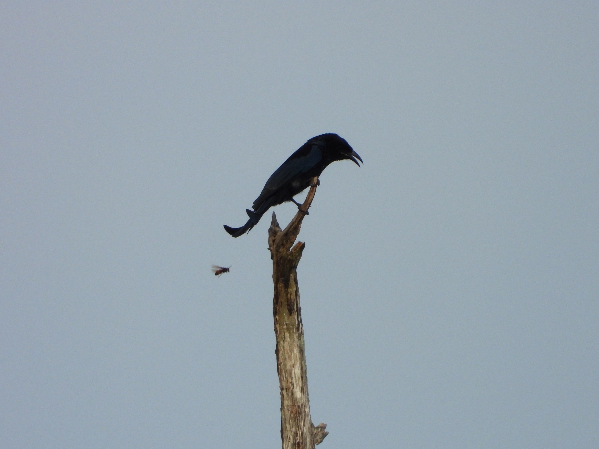 Hair-crested Drongo
