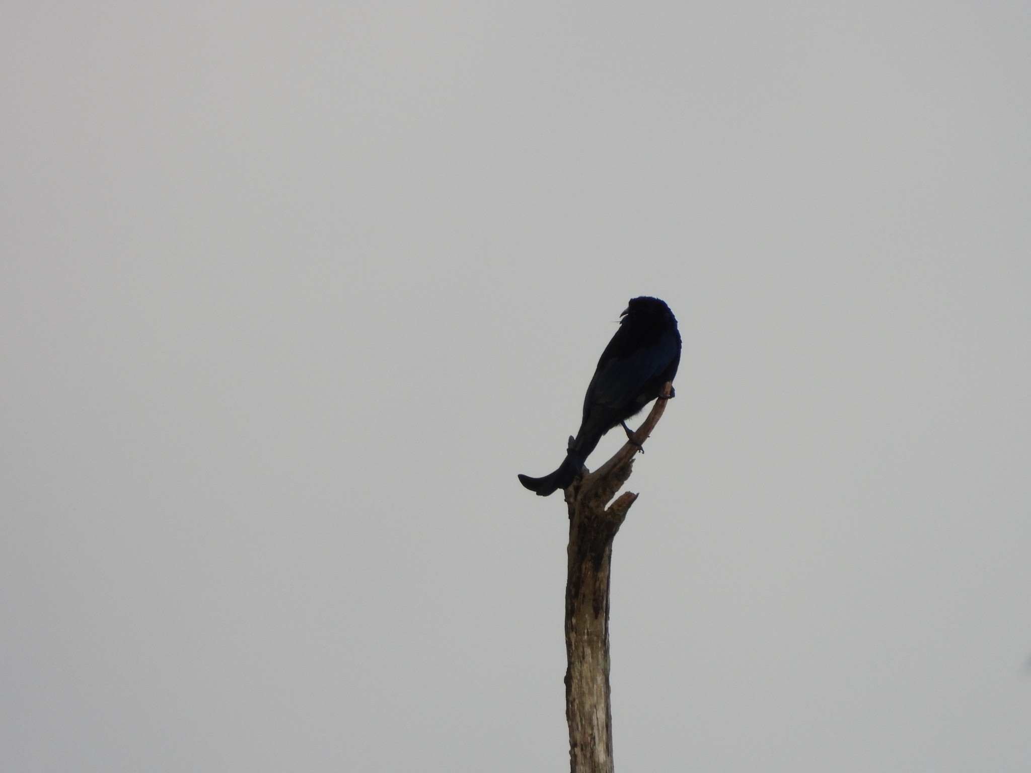 Hair-crested Drongo