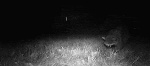 Common Raccoon photographed in Oregon