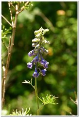 Delphinium fissum