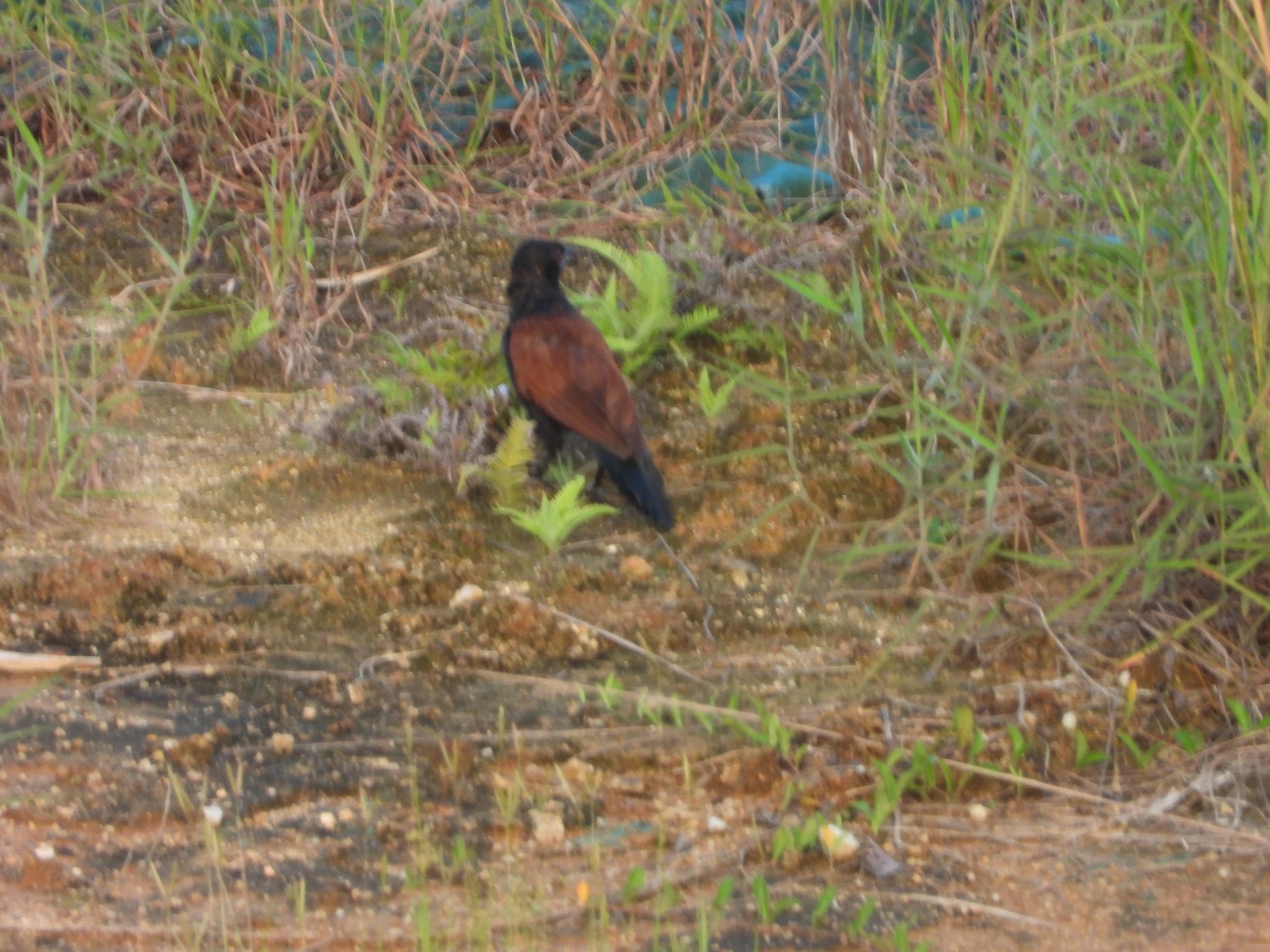 Greater Coucal