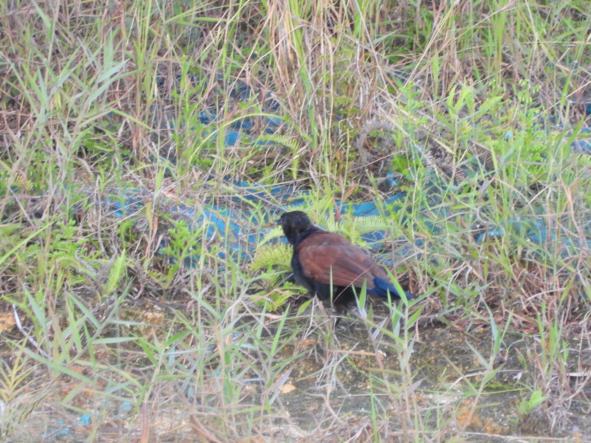 Greater Coucal
