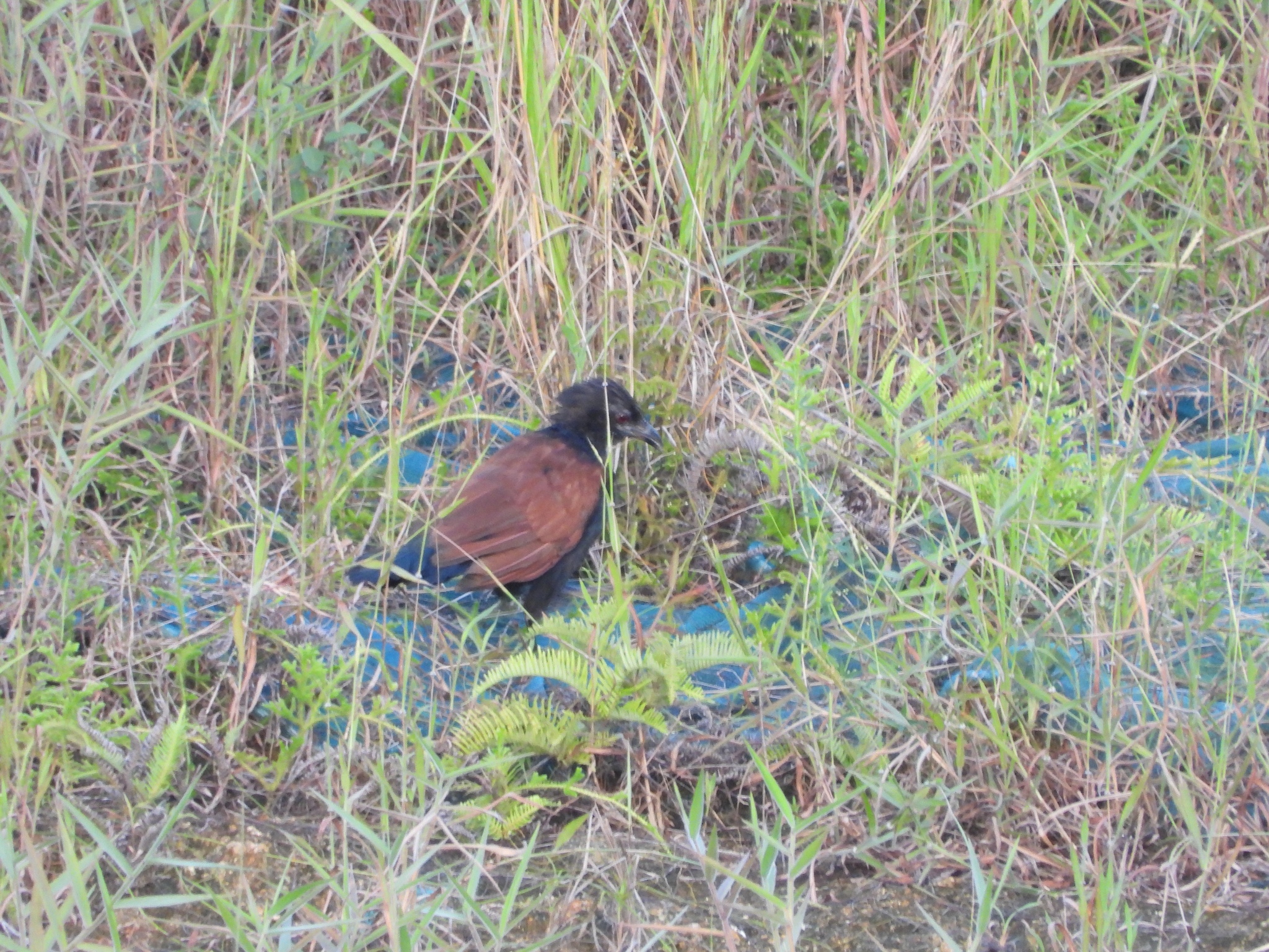 Greater Coucal