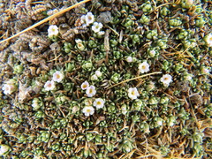 Junellia minima
