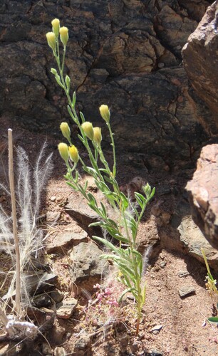 African Draaibos (Pegolettia senegalensis)