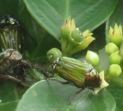 Leucocelis aeneicollis