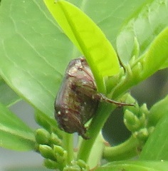 Leucocelis aeneicollis