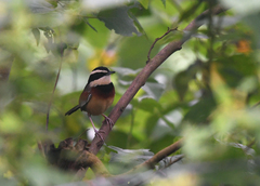 Melanopareia elegans