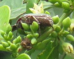 Leucocelis aeneicollis