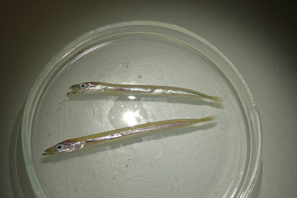 Smooth sandeel (Gymnammodytes semisquamatus) — Ammodytidae