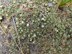 Junellia minima