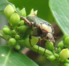 Leucocelis aeneicollis