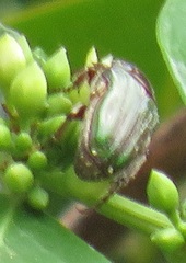 Leucocelis aeneicollis