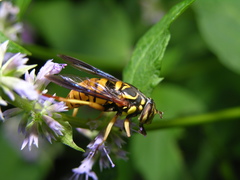 Spilomyia texana