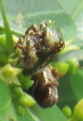 Leucocelis aeneicollis