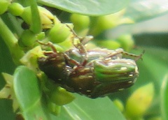 Leucocelis aeneicollis