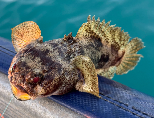Western frogfish toadfish (Batrachomoeus occidentalis) — Batrachoididae