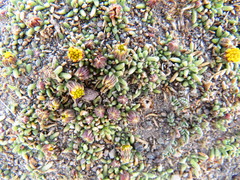 Senecio humillimus