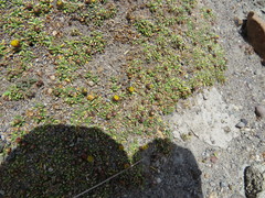 Senecio humillimus