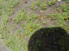 Senecio humillimus