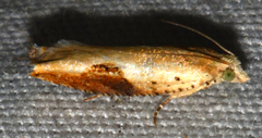 Pseudexentera costomaculana