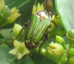 Leucocelis aeneicollis