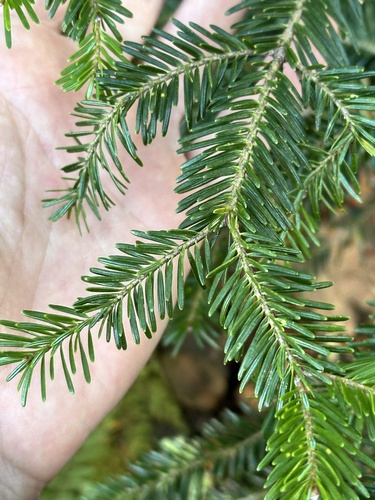 Hinggan fir (Abies nephrolepis)