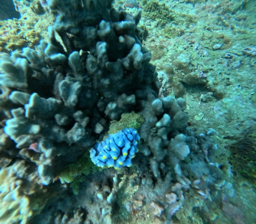 Phyllidia varicosa