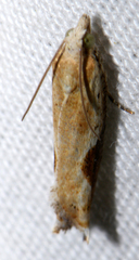 Pseudexentera costomaculana