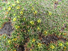 Azorella diapensioides