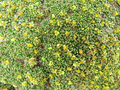 Azorella diapensioides